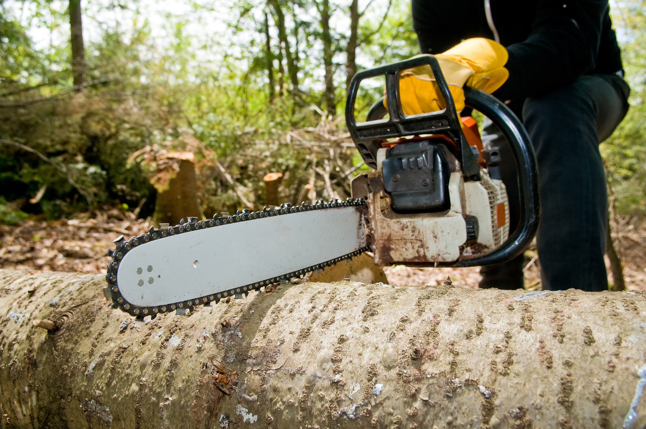 Tree Cutting 101: Understanding the Process and Best Practices